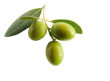 Roving Olive